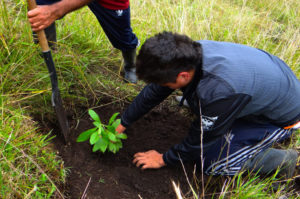 reforestacion